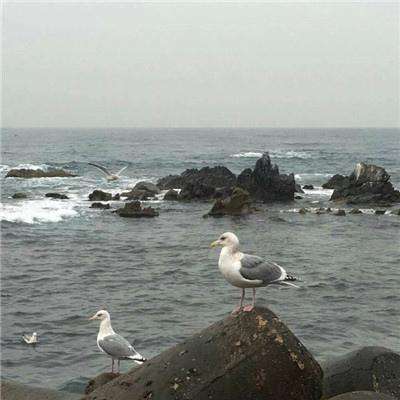 三国宫略手游下载